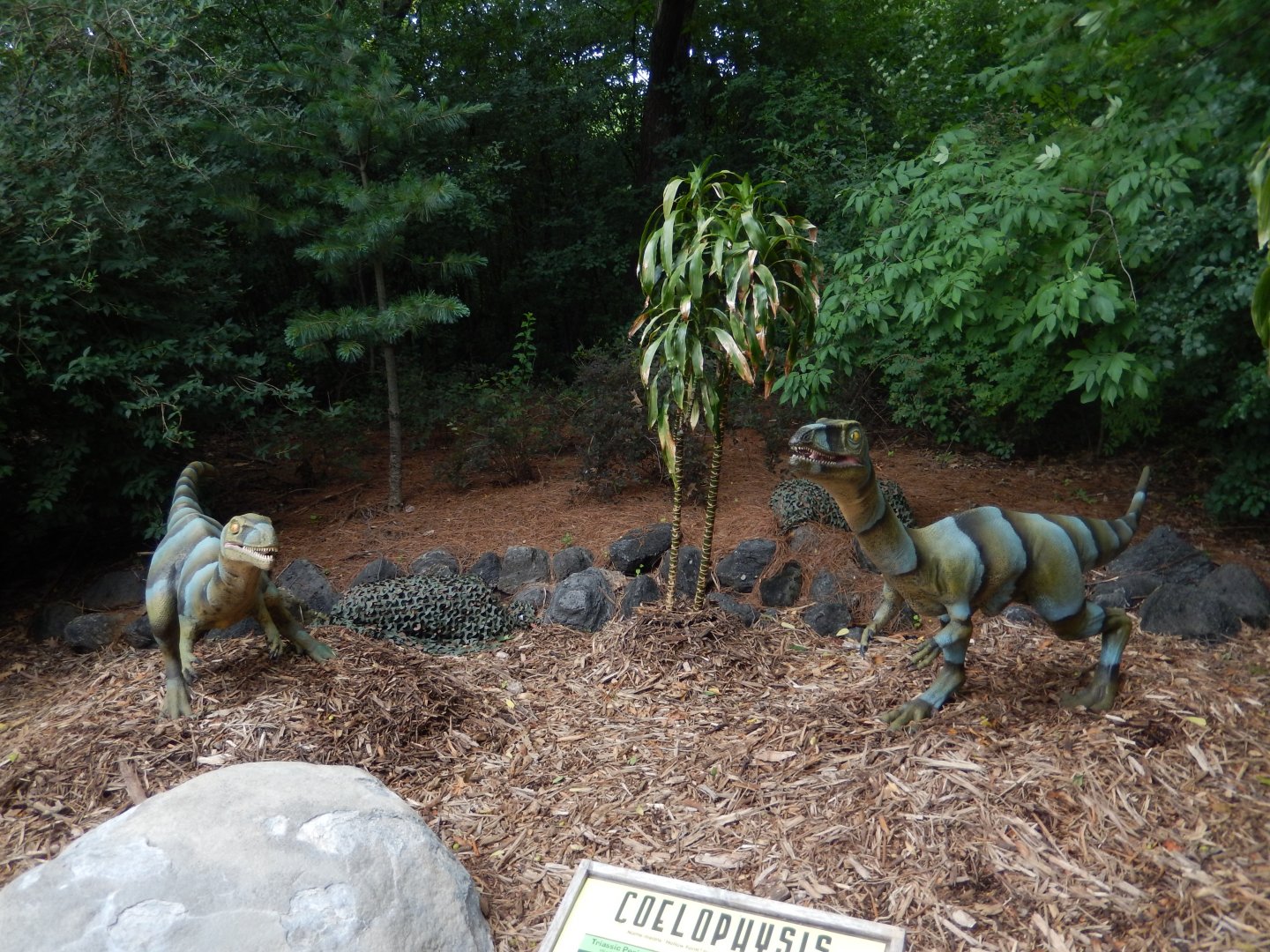 7/19/2020 - Coelophysis