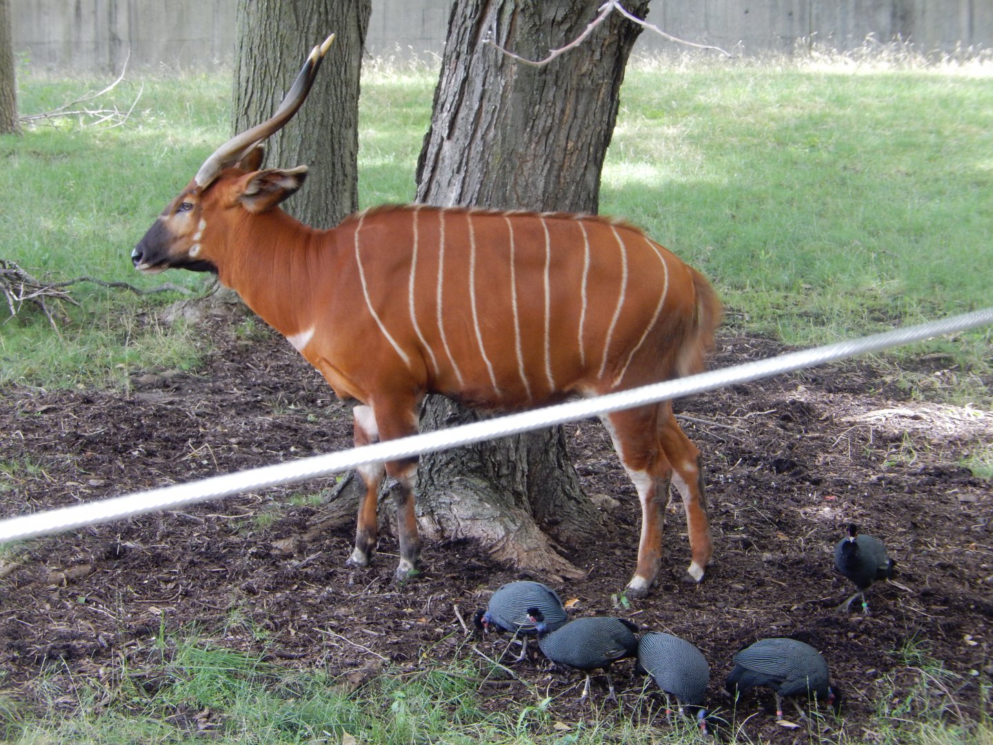 7/19/2020 - Guarding the Flock