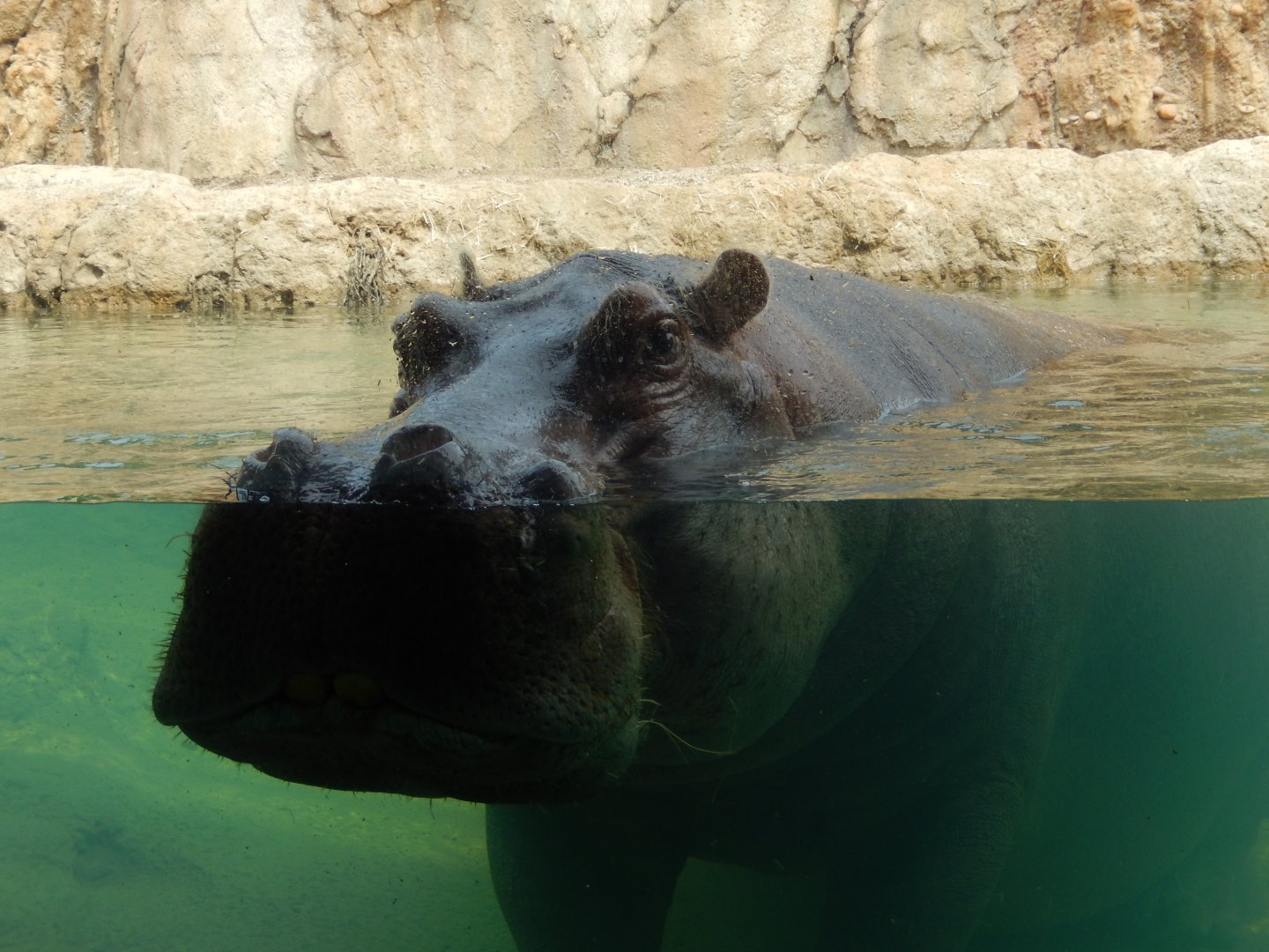 7/19/2020 - Happy Soaking Up Attention