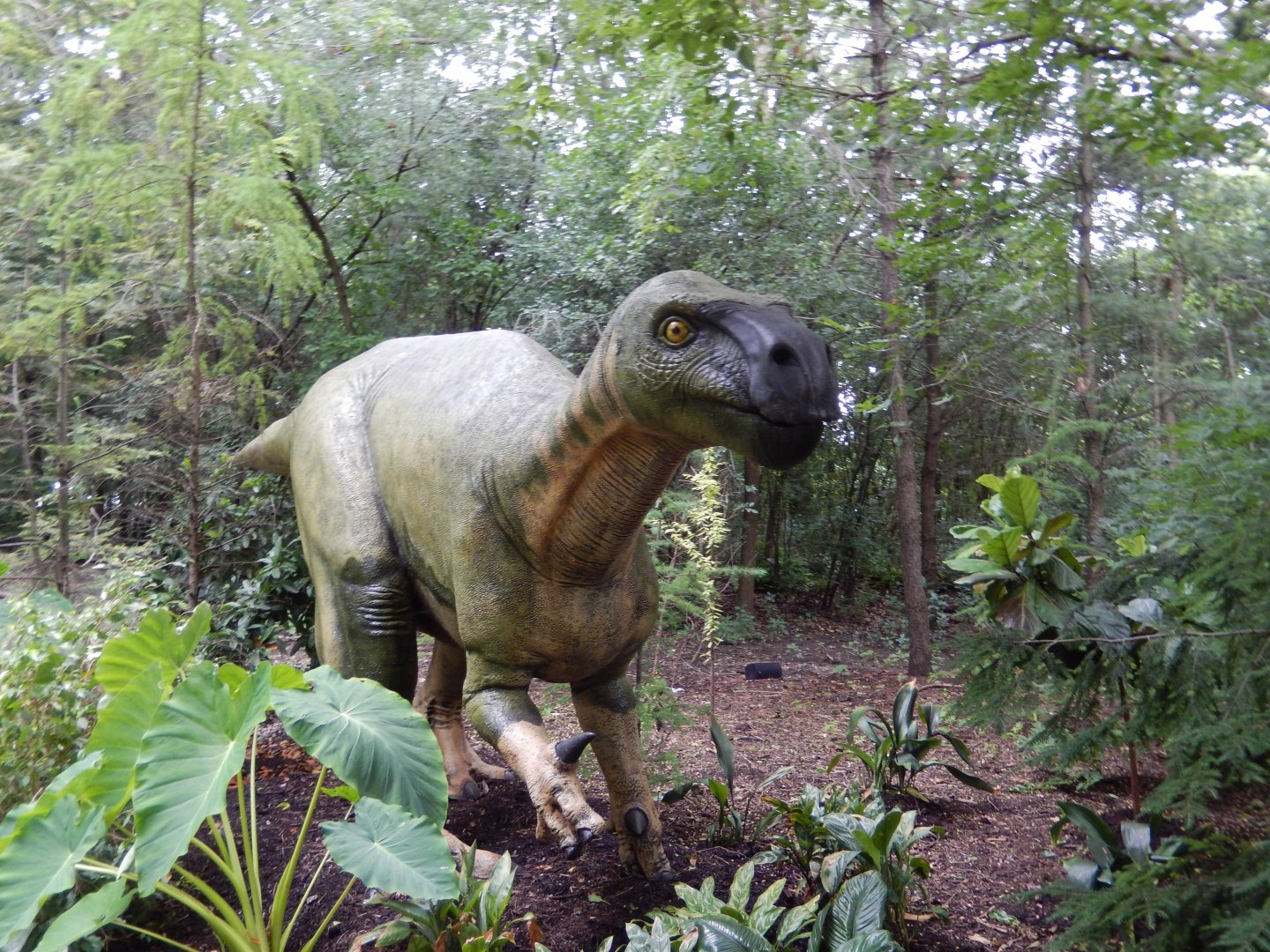 7/19/2020 - Iguanodon