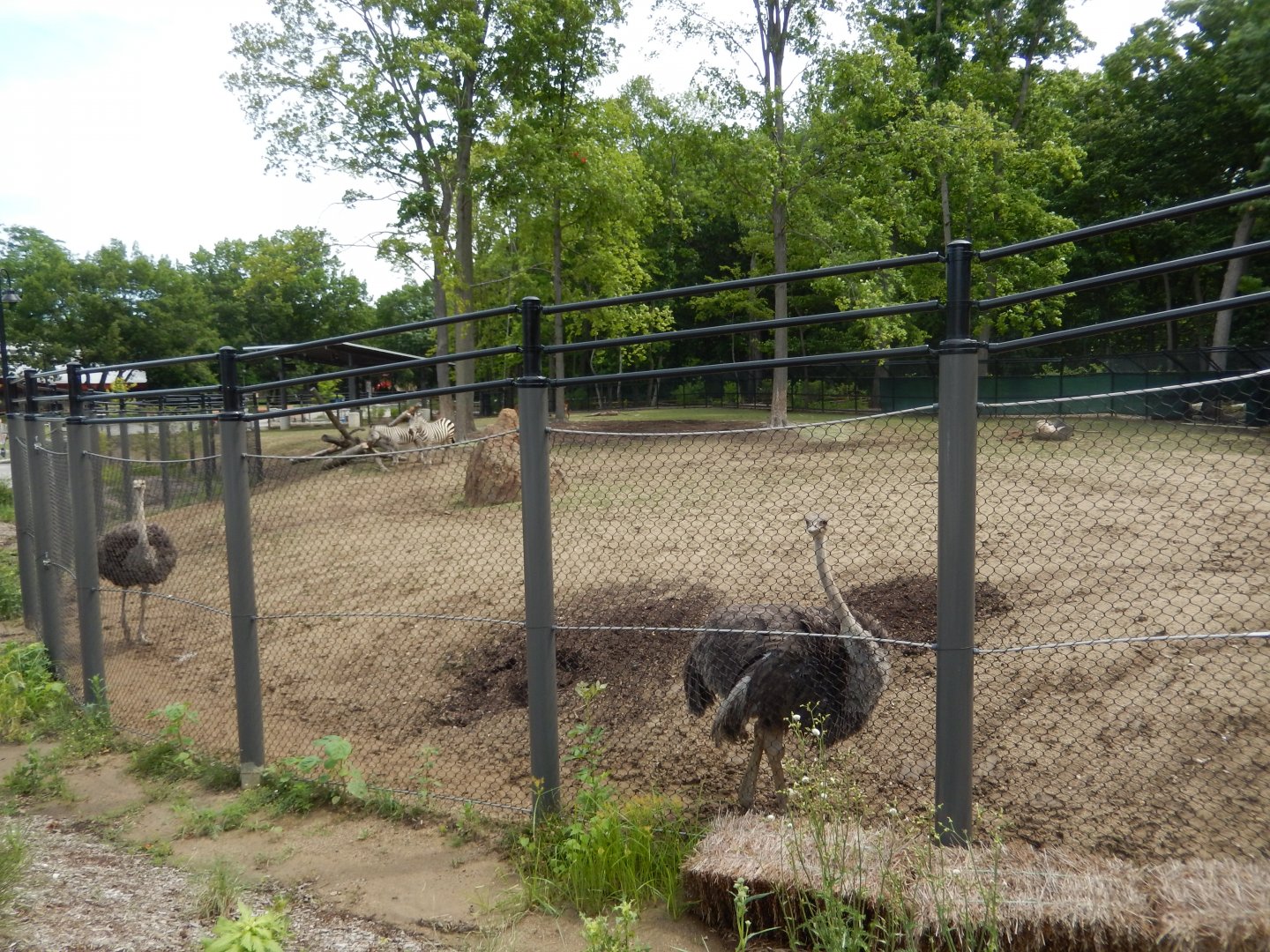 7/19/2020 - Impala Plains