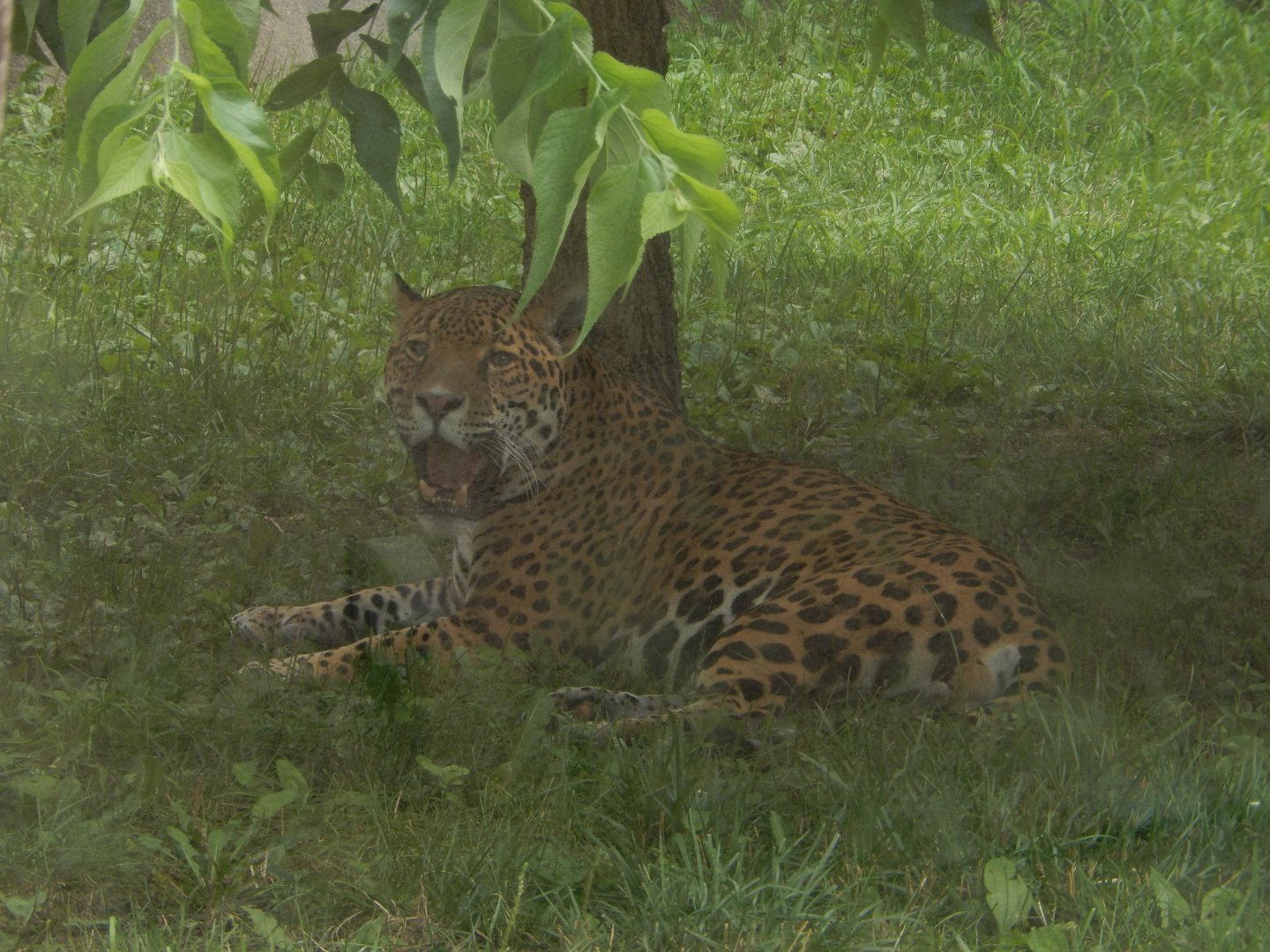 7/19/2020 - Jaguar