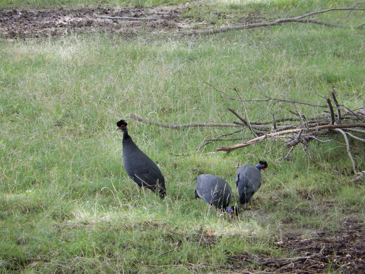 7/19/2020 - Kenyan Crested Guineafowl
