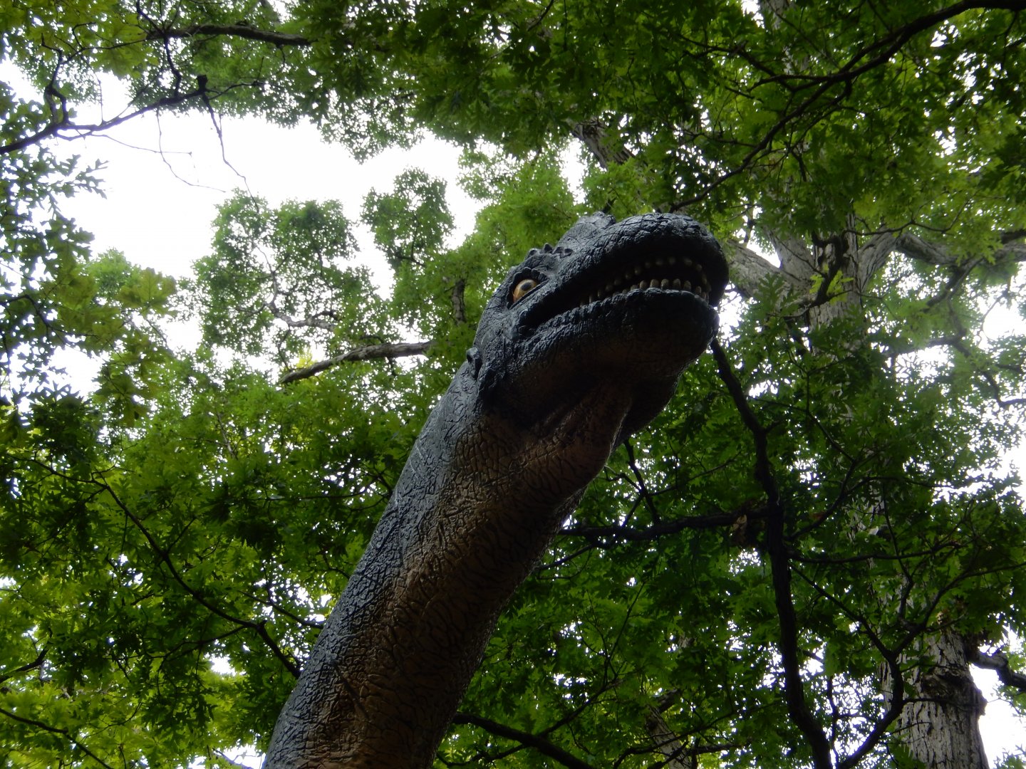 7/19/2020 - Living Tower Amongst the Towering Forest