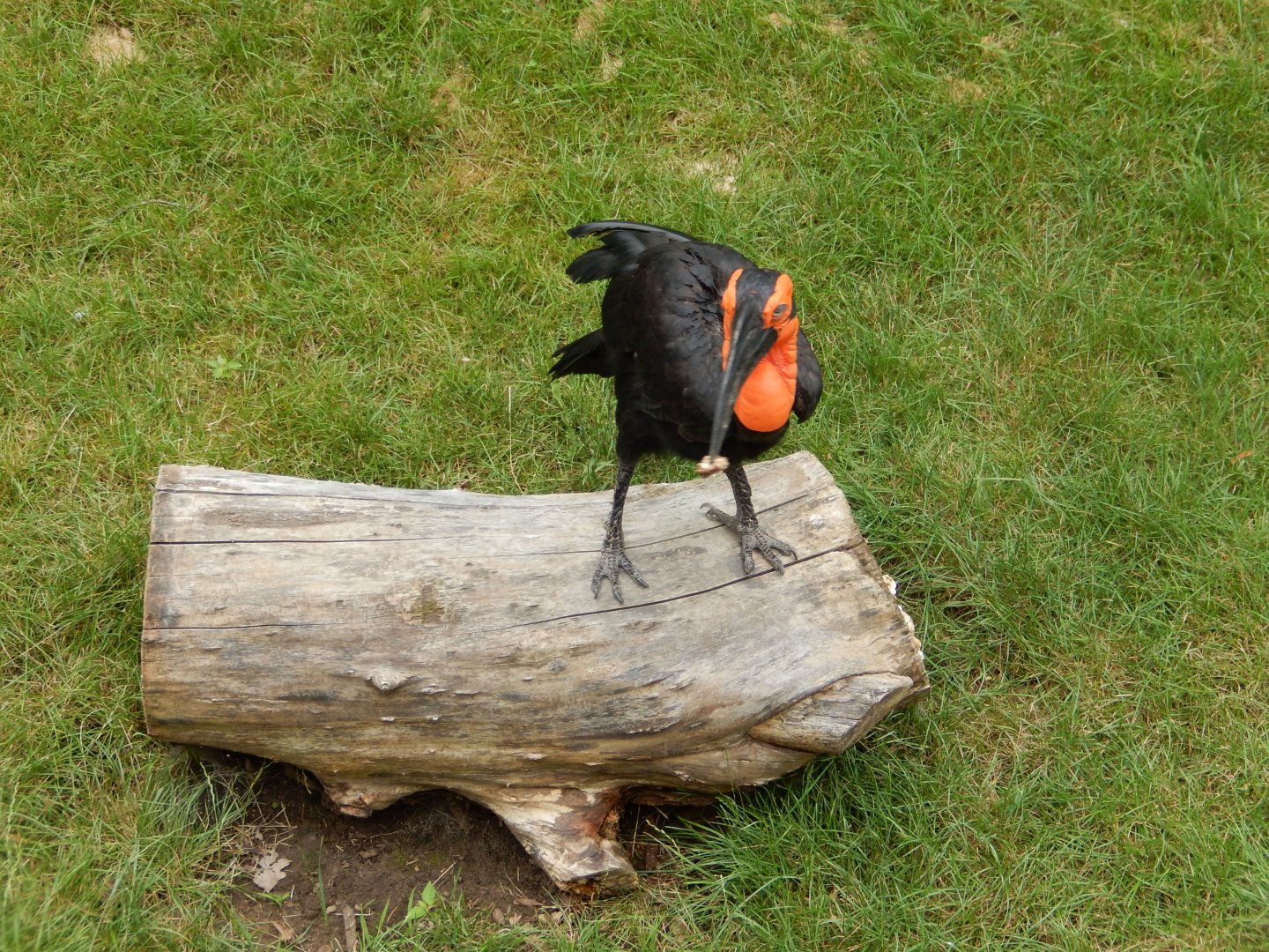 7/19/2020 - Look What I Got!