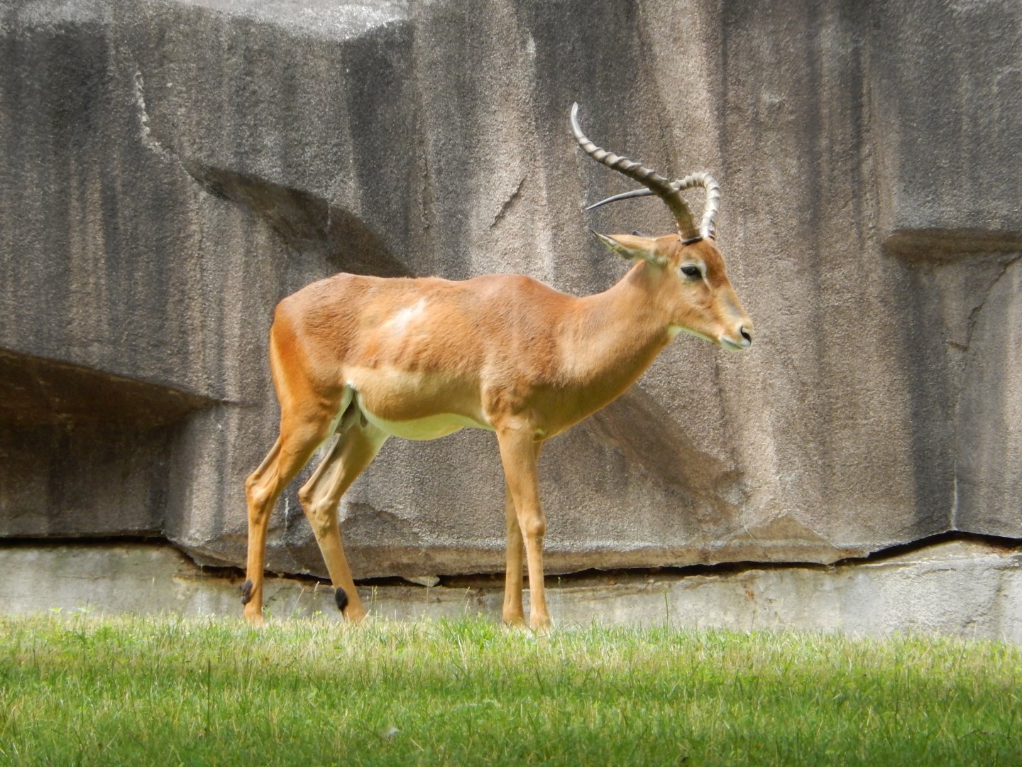 7/19/2020 - Male Impala