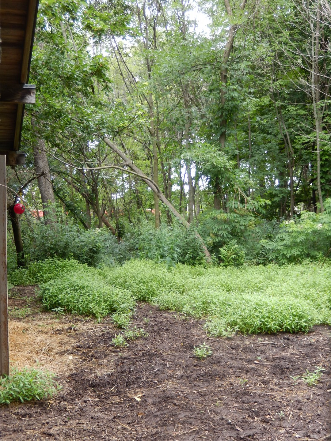 7/19/2020 - Moose Exhibit