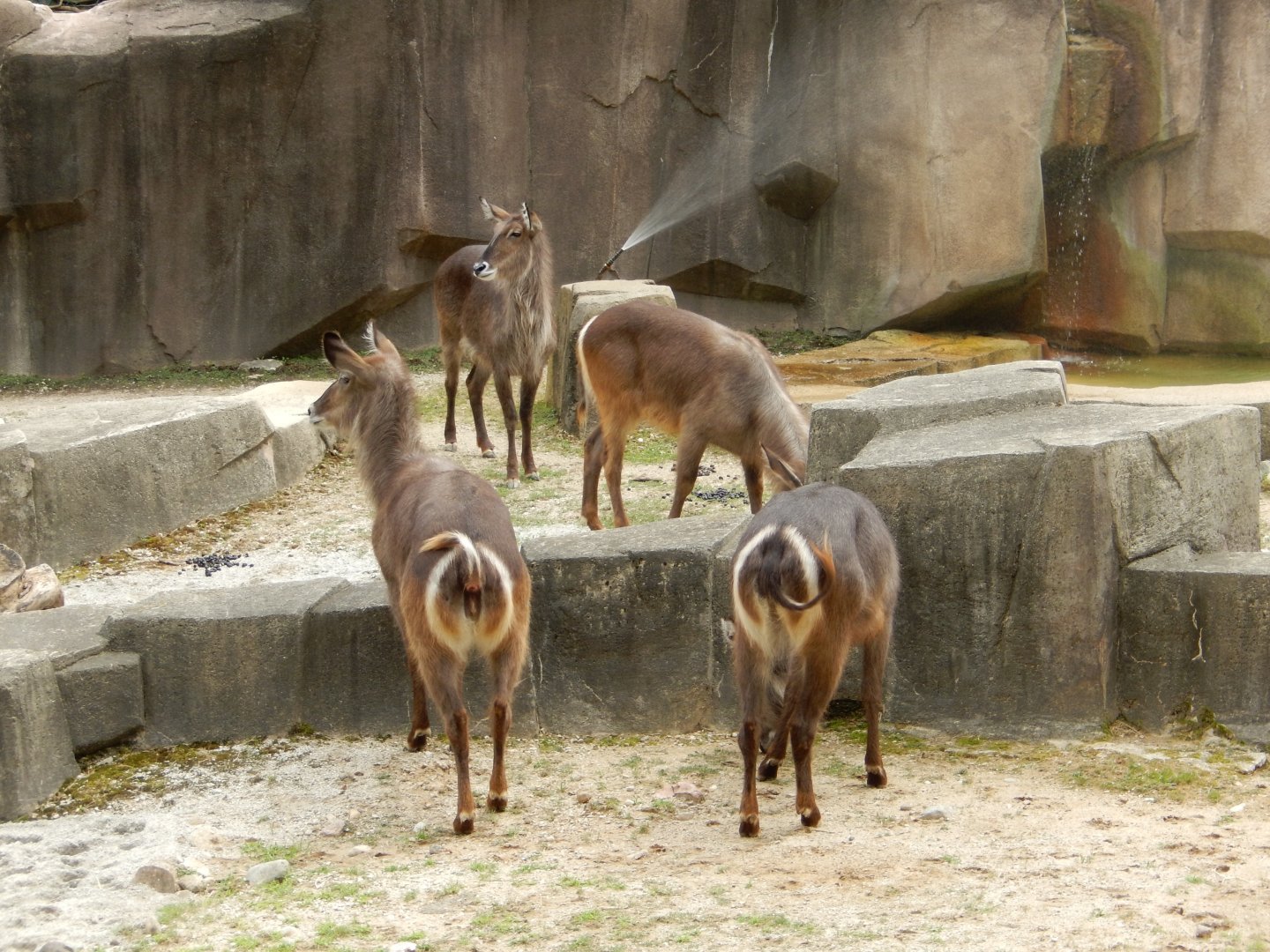 7/19/2020 - New Waterbuck Herd