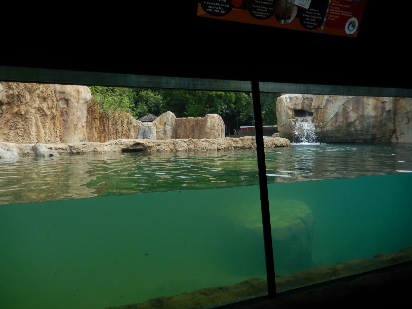 7/19/2020 - Nile Hippo Habitat - Underwater Viewing Area