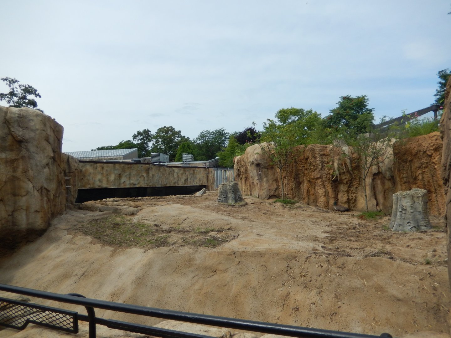 7/19/2020 - Nile Hippo Habitat