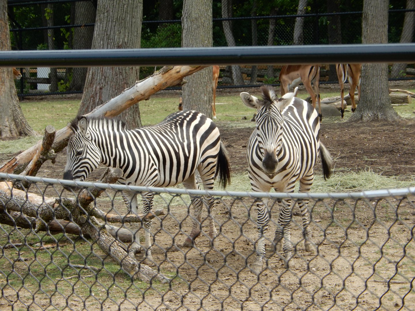 7/19/2020 - Plains Zebras