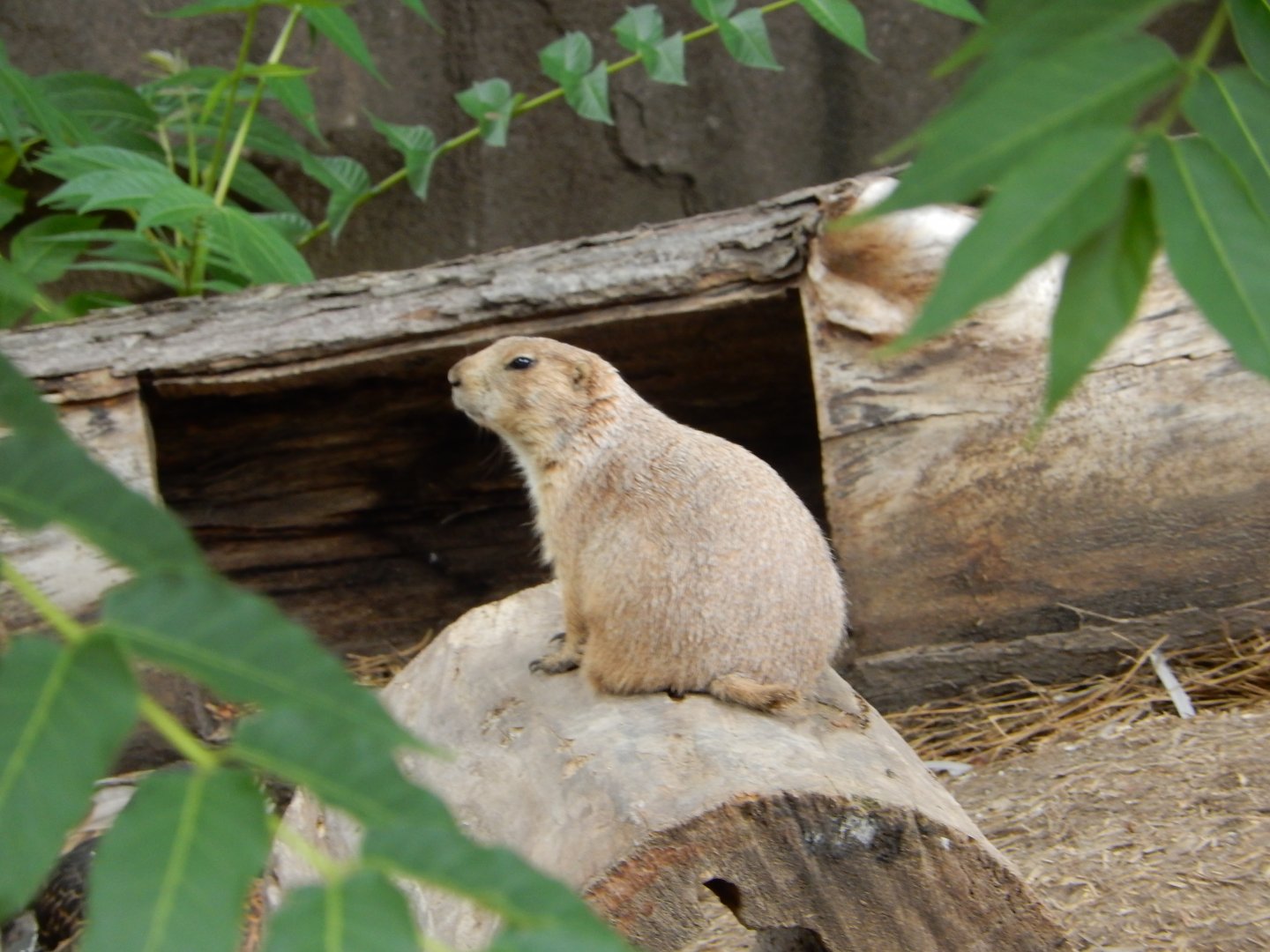 7/19/2020 - Prairie Dog