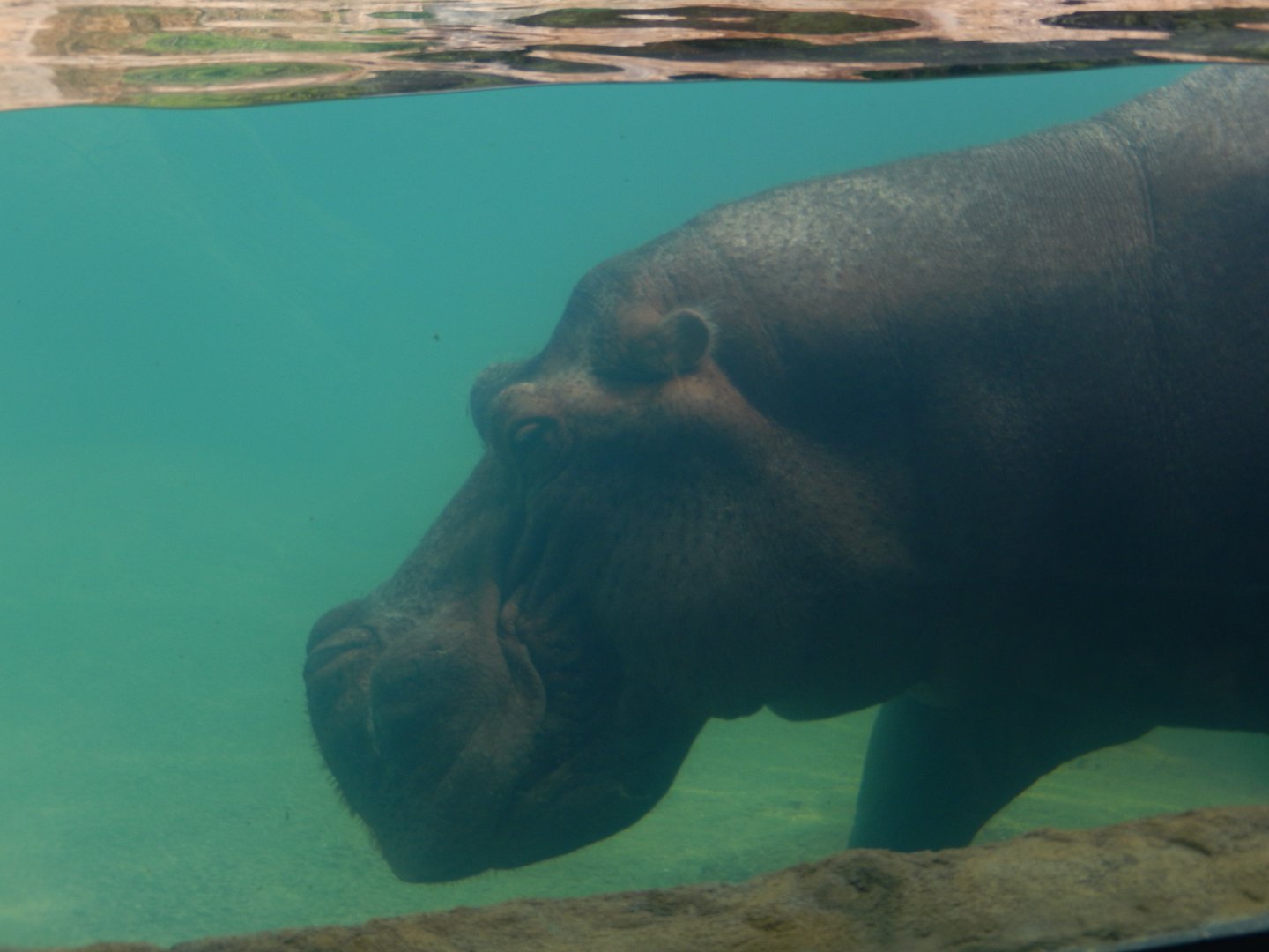 7/19/2020 - River Horse