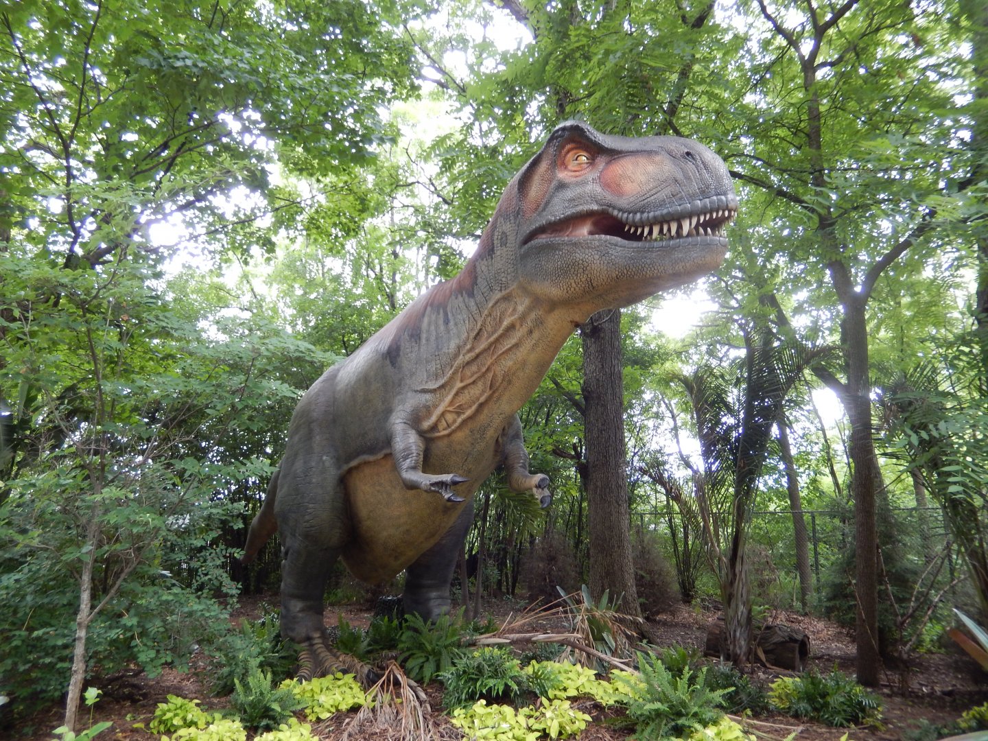 7/19/2020 - The Tyrant King