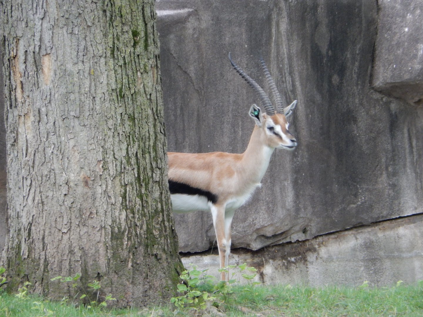 7/19/2020 - Thomson's Gazell