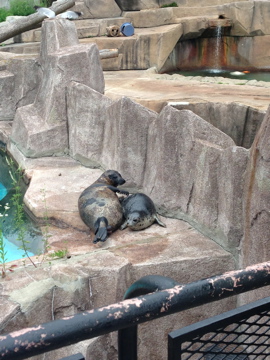 7/2/2014 - Harbor Seal Mom and Pup