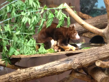 7/2/2014 - Matschie's Tree Kangaroo Mom and Joey