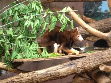 7/2/2014 - Matschie's Tree Kangaroo Mom and Joey