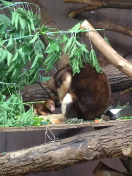 7/2/2014 - Matschie's Tree Kangaroo Mom and Joey