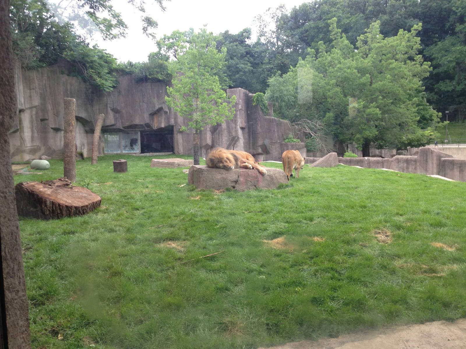 7/2/2014 - Newly Renovated Lion Exhibit