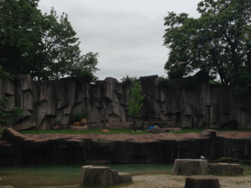 7/2/2014 - Newly Renovated Lion Exhibit