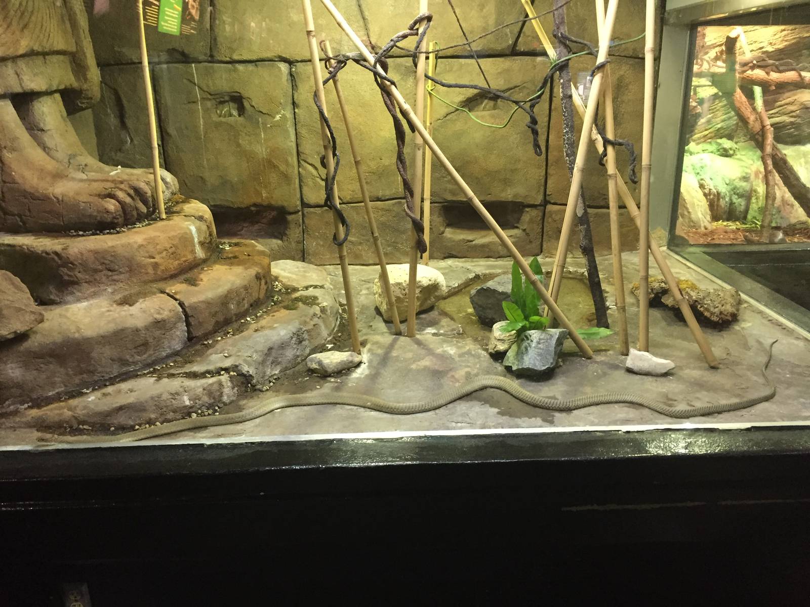 7/22/2016 - King Cobra Almost Full-Length