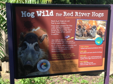 7/23/2014 - New Red River Hog Sign #1