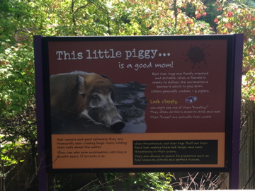 7/23/2014 - New Red River Hog Sign #2