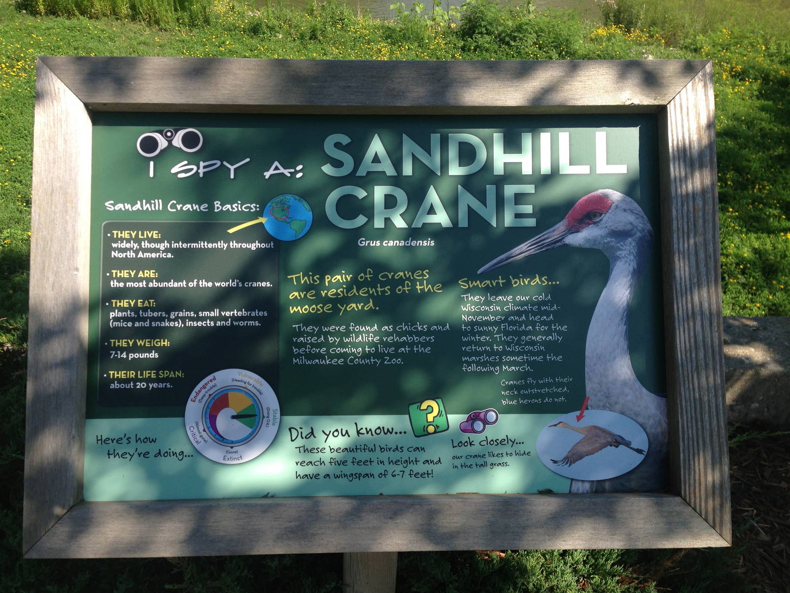 7/23/2014 - New Sandhill Crane Sign