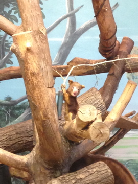 7/23/2014 - Tree Kangaroo Joey (So Cute!)