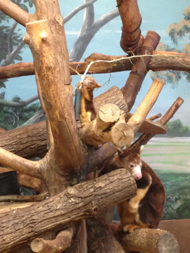 7/23/2014 - Tree Kangaroo Mom and Joey