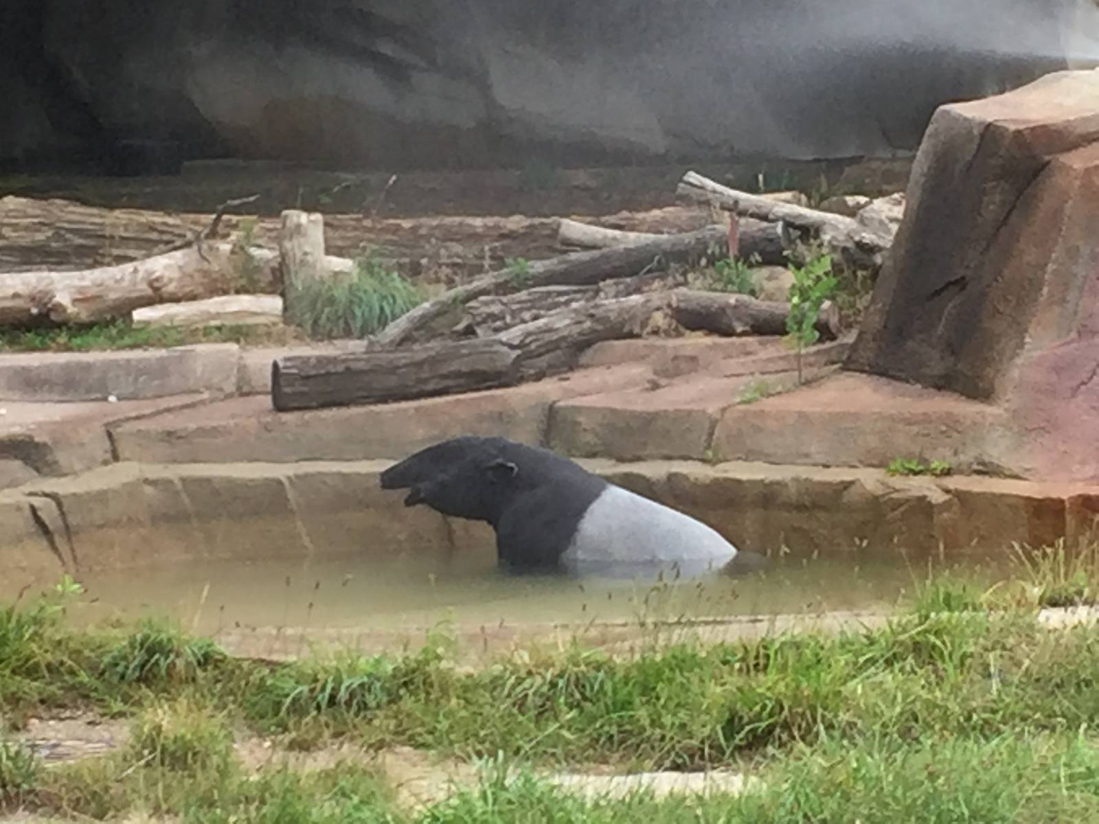 7/23/2016 - Maggie Enjoys Her New Pool