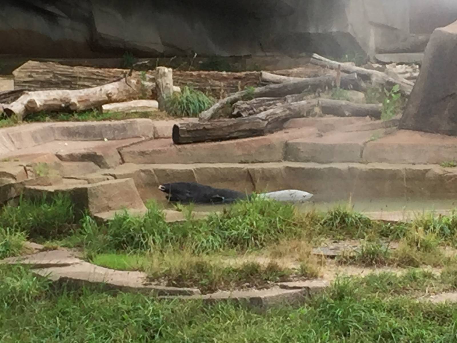 7/23/2016 - Malayan Tapir Cool Off