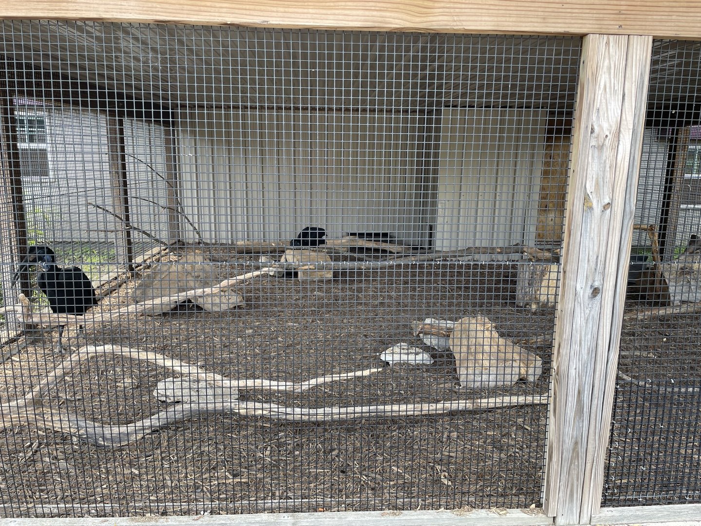 7/23/2022 - Abyssinian Ground Hornbill Cage