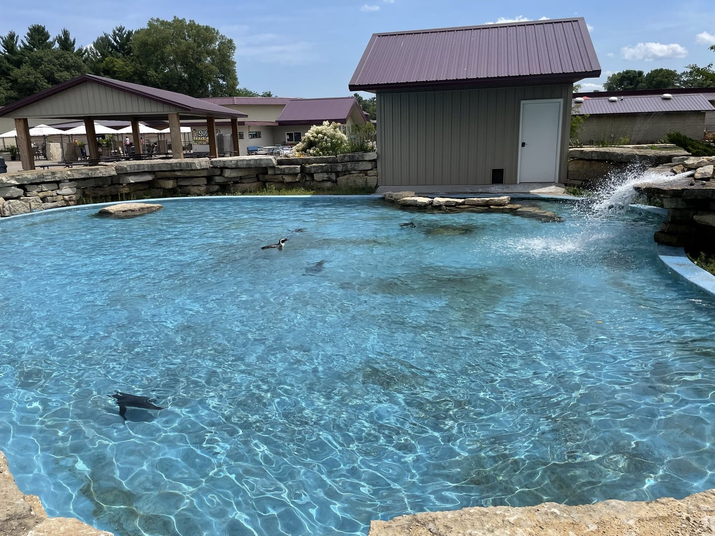 7/23/2022 - African Penguin Exhibit