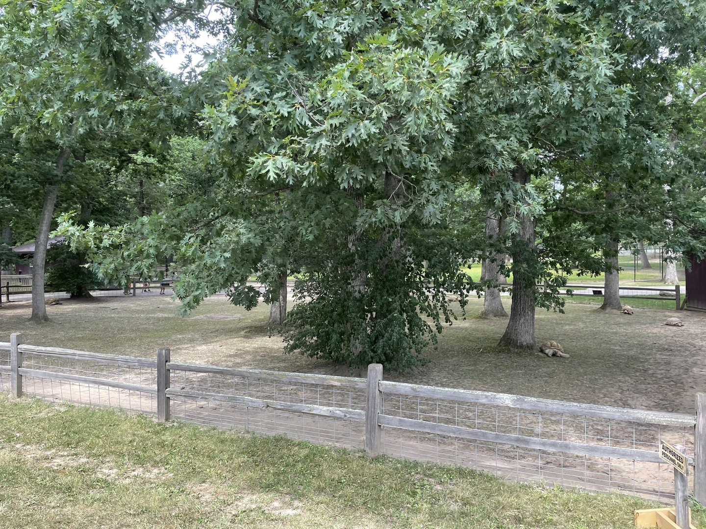7/23/2022 - African Spurred Tortoise Habitat