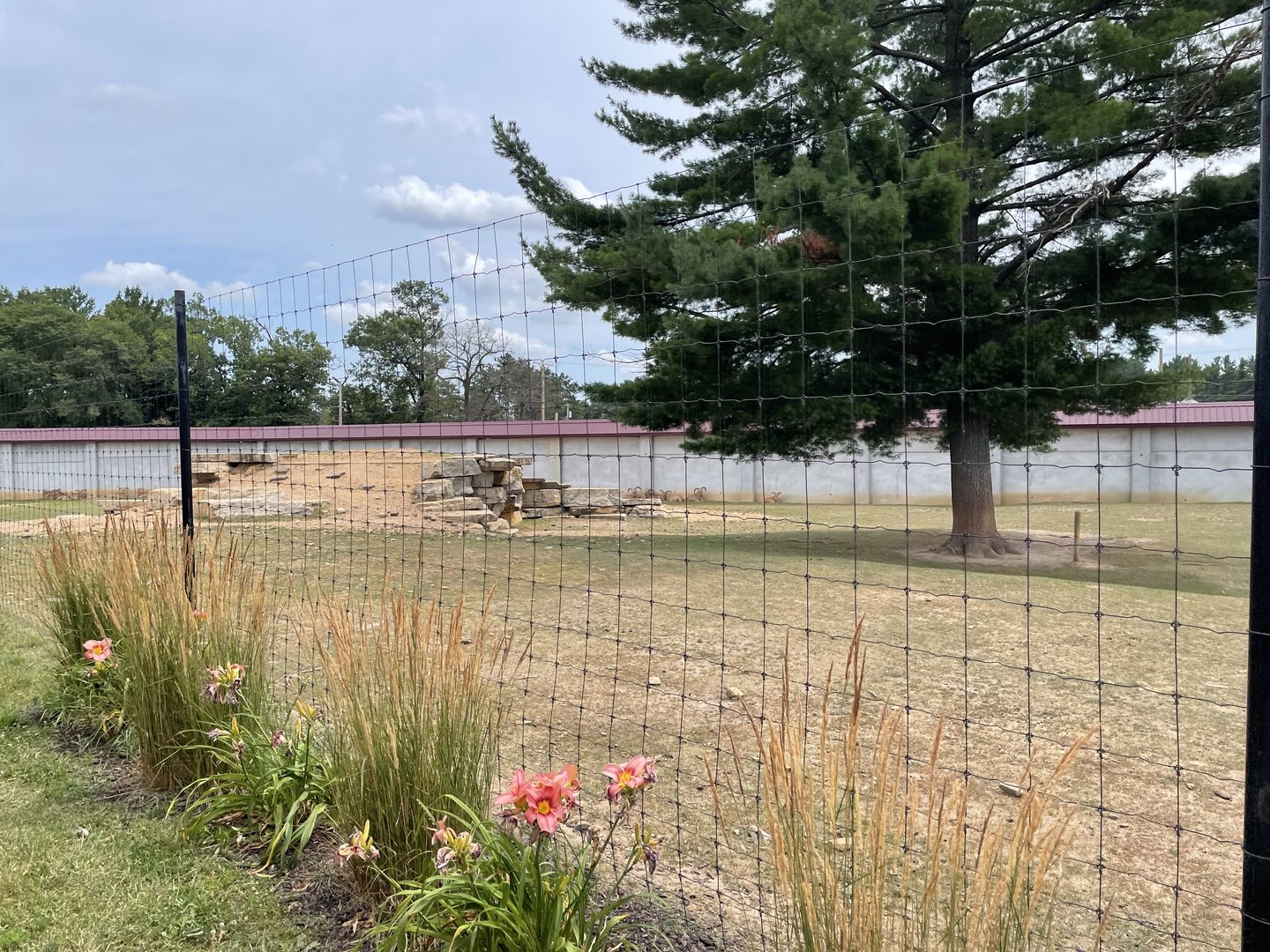 7/23/2022 - Aoudad Habitat