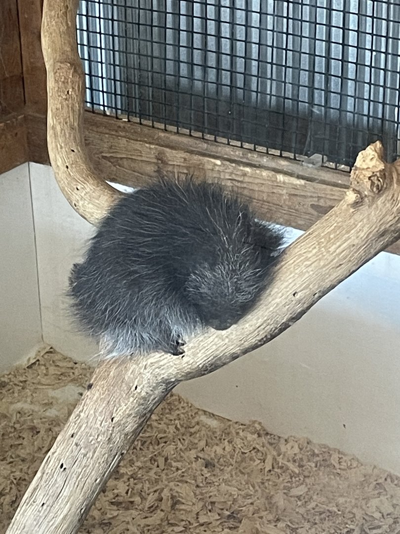7/23/2022 - Baby North American Porcupine
