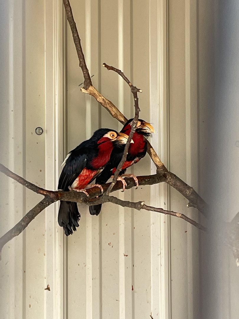 7/23/2022 - Bird Species ID?