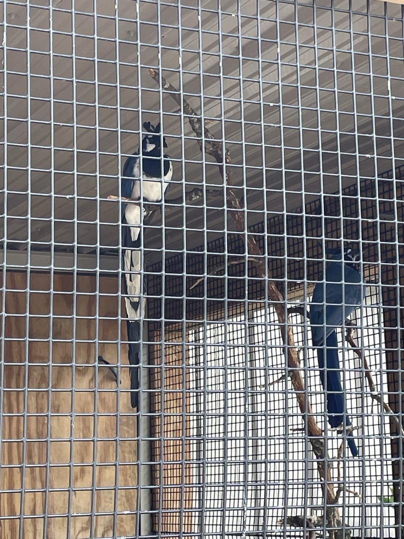 7/23/2022 - Bird Species ID?