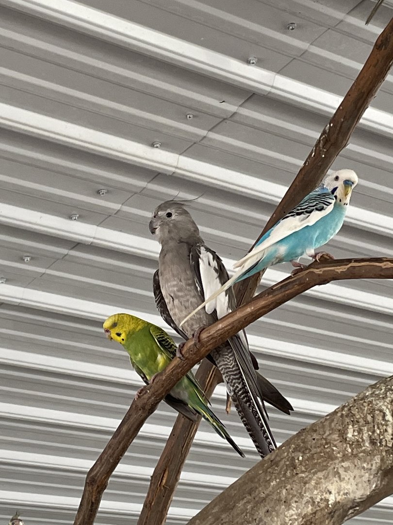 7/23/2022 - Budgies & Cockatiel