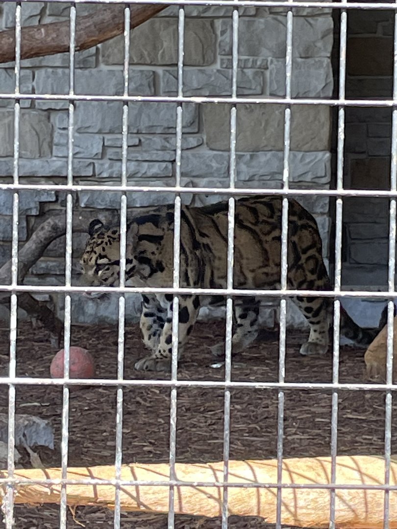 7/23/2022 - Clouded Leopard