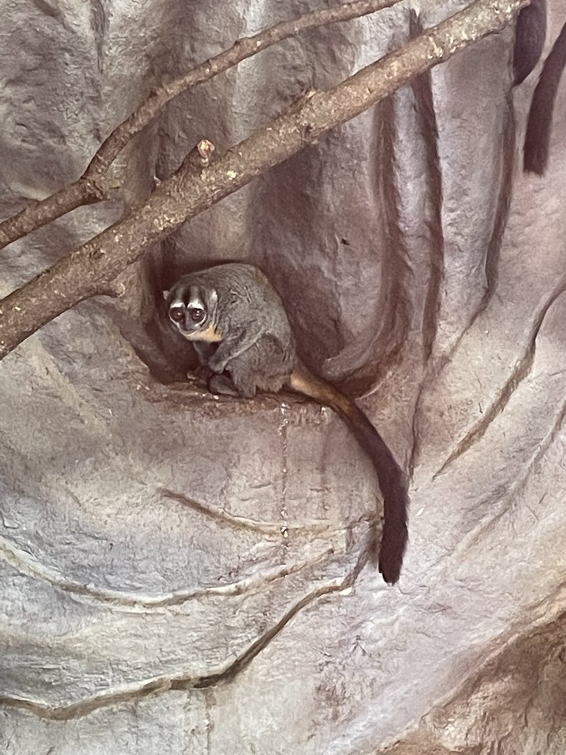 7/23/2022 - Douroucouli