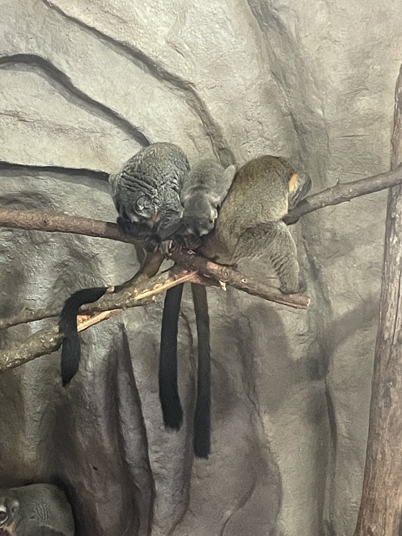 7/23/2022 - Douroucoulis