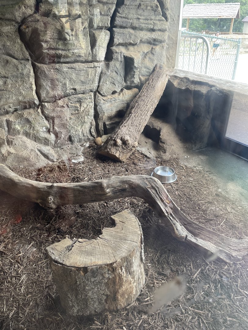 7/23/2022 - Fennec Fox Exhibit