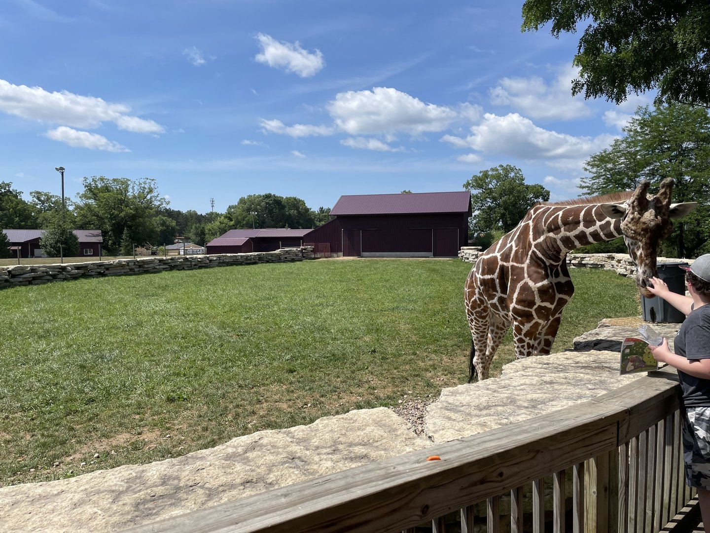 7/23/2022 - Giraffe Exhibit