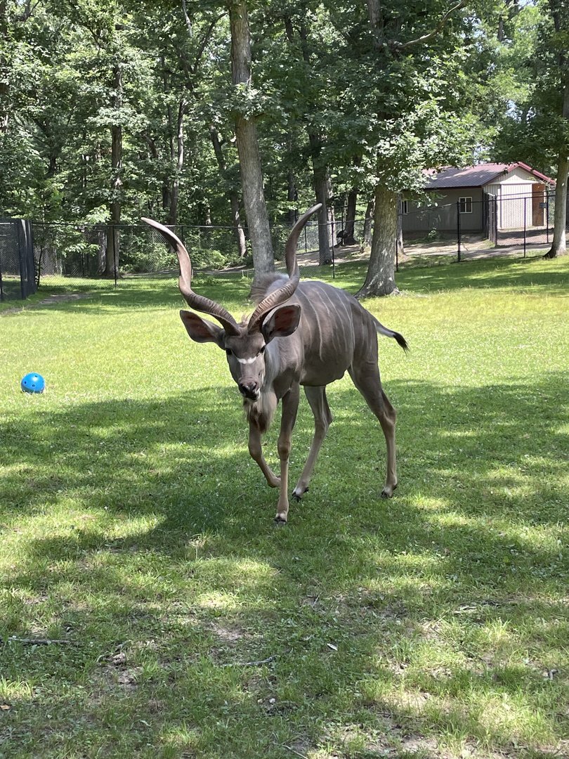 7/23/2022 - Greater Kudu Close-Up