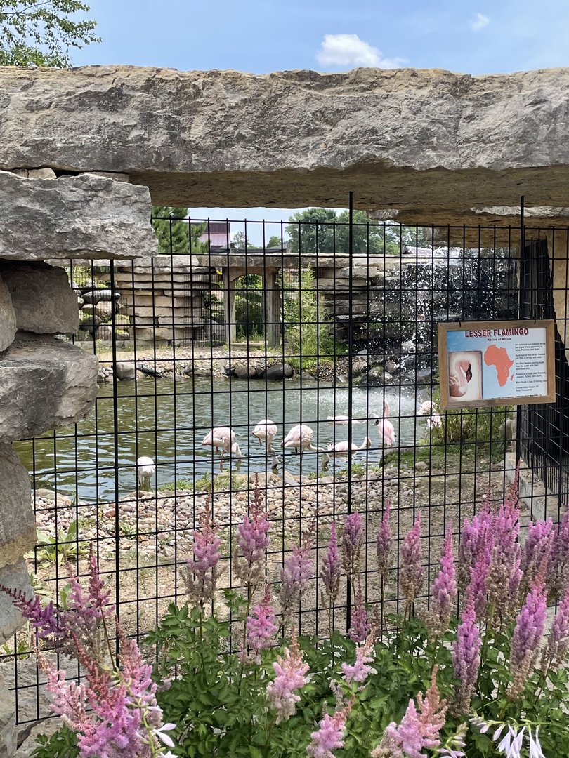 7/23/2022 - Lesser Flamingo Exhibit