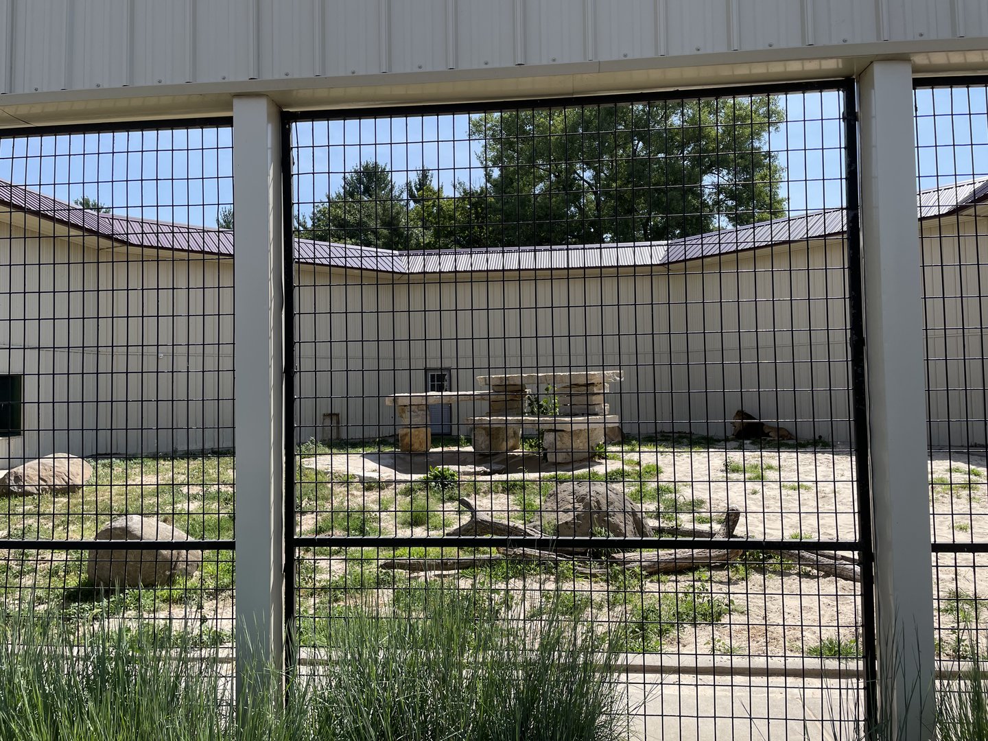 7/23/2022 - Lion Exhibit