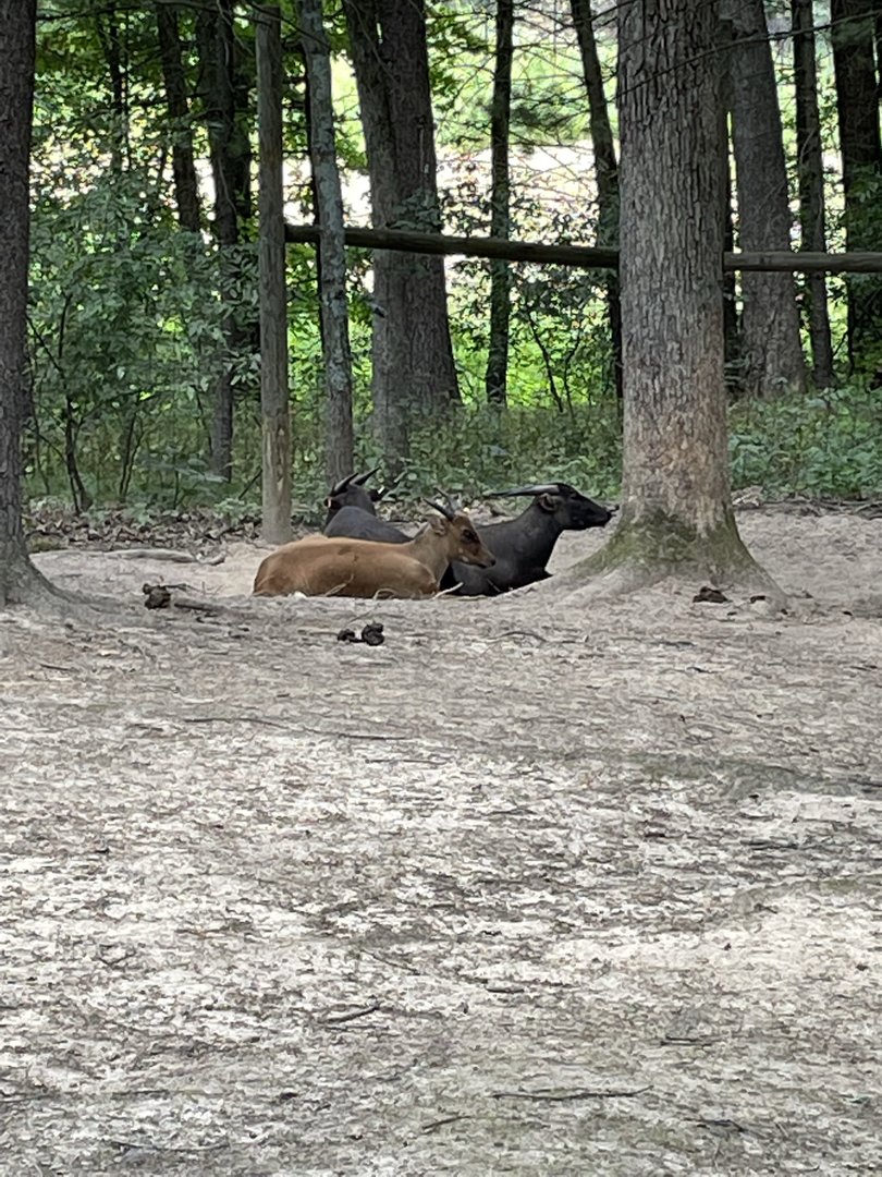 7/23/2022 - Lowland Anoas